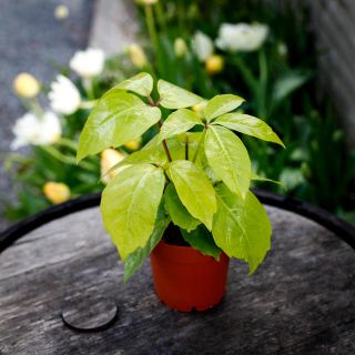 Schefflera 'Golden Amate' - Paraplyaralia 12 cm