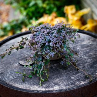 Selaginella 'Patina' 12 cm