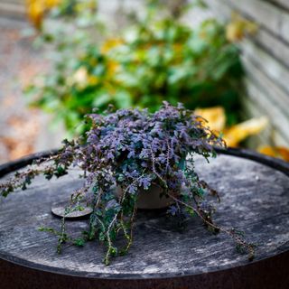 Selaginella 'Patina' 12 cm