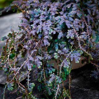 Selaginella 'Patina' 12 cm