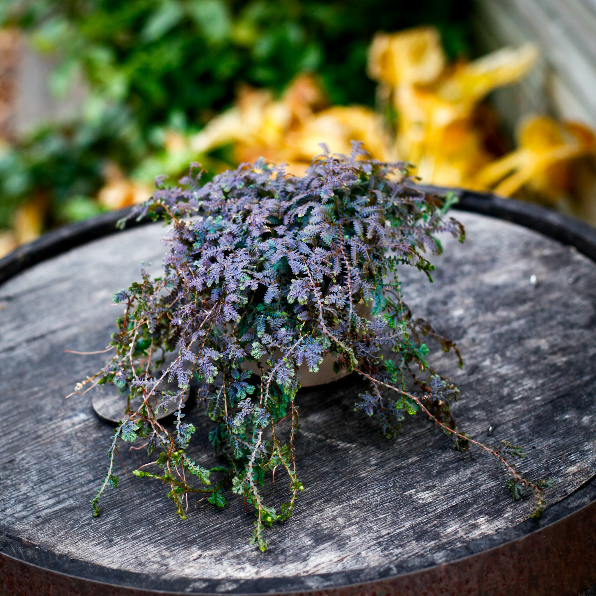 Selaginella Patina med metalliskt skimrande blad