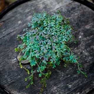 Selaginella 'Peacock' 12 cm