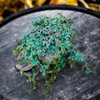 Selaginella 'Peacock' 12 cm