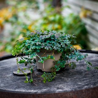 Selaginella 'Peacock' 12 cm