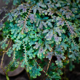 Selaginella 'Peacock' 12 cm