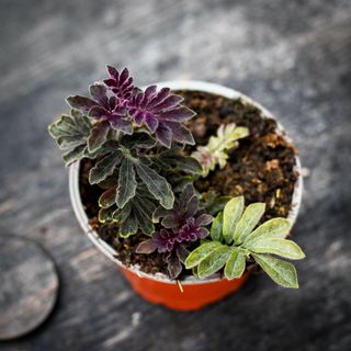 Solanum uleanum 12 cm