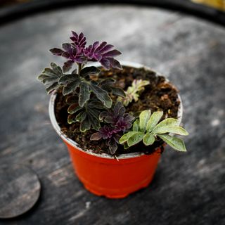 Solanum uleanum 12 cm