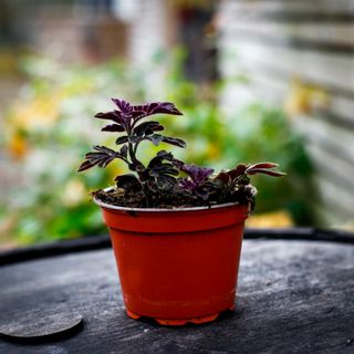Solanum uleanum 12 cm