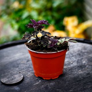 Solanum uleanum 12 cm