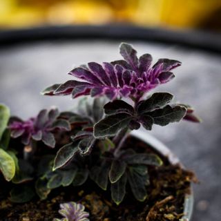 Solanum uleanum 12 cm