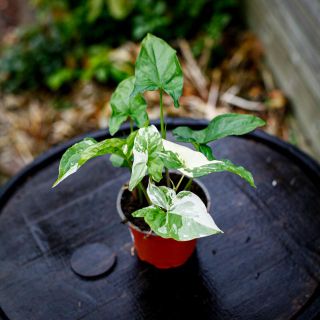 Syngonium 'Albo Variegata' 12 cm