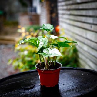 Syngonium 'Albo Variegata' 12 cm