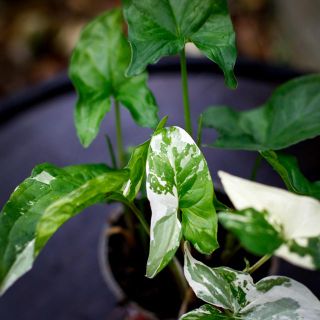 Syngonium 'Albo Variegata' 12 cm