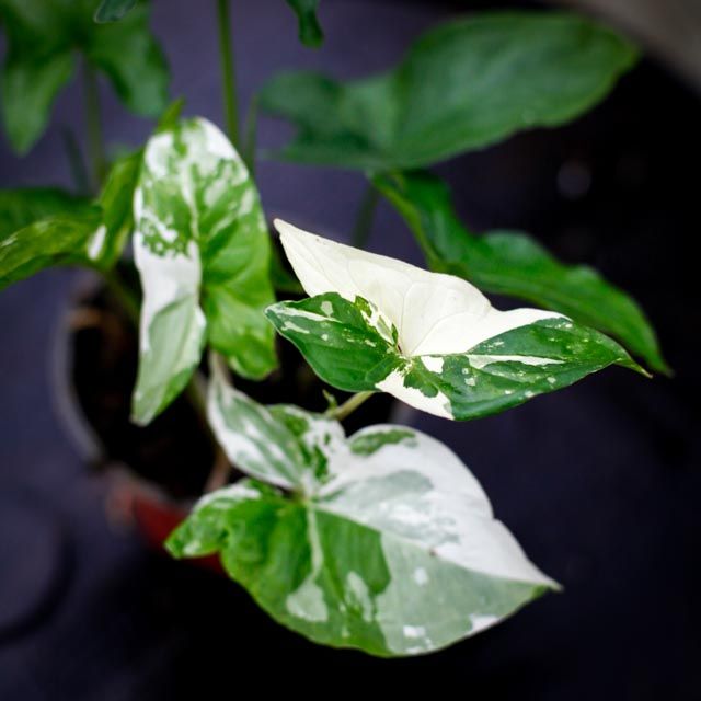 Syngonium Albo Variegata med vita och gr&ouml;na variegerade blad