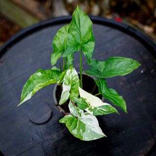 Syngonium 'Albo Variegata' 12 cm