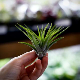 Tillandsia abdita