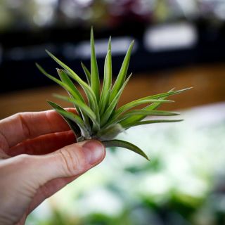 Tillandsia abdita