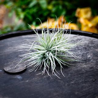 Tillandsia 'Cotton Candy' Large