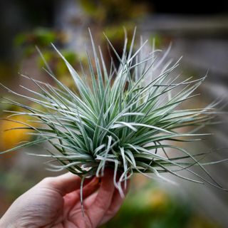 Tillandsia 'Cotton Candy' Large