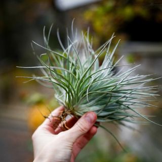Tillandsia 'Cotton Candy' Large