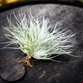 Tillandsia 'Cotton Candy' Large