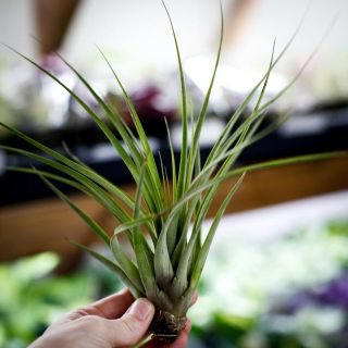 Tillandsia fasciculata L