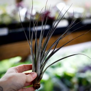 Tillandsia fasciculata L