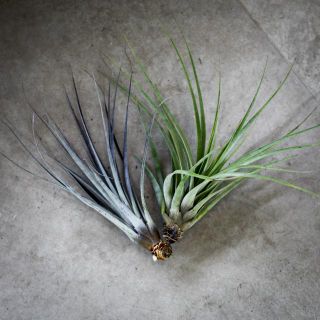 Tillandsia fasciculata L