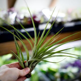 Tillandsia fasciculata L
