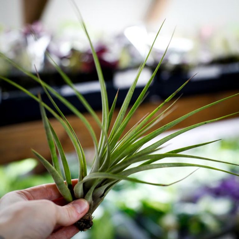 Tillandsia fasciculata L