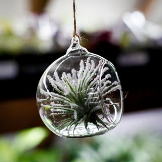 Tillandsia i glaskupol