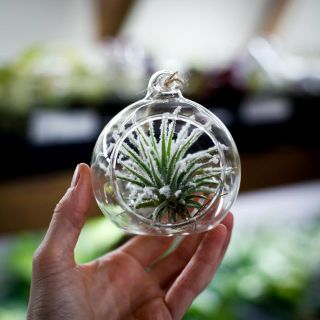 Tillandsia i glaskupol