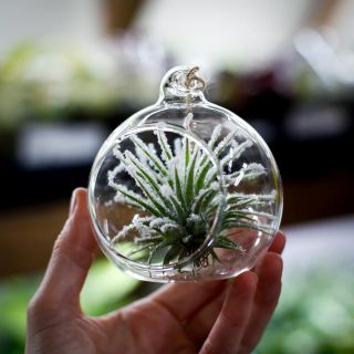 Tillandsia i glaskupol