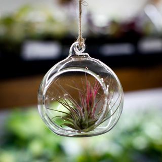 Tillandsia i glaskupol