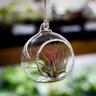 Tillandsia i glaskupol