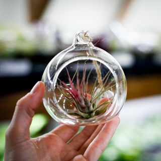 Tillandsia i glaskupol