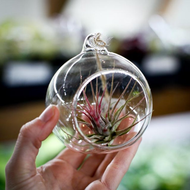 Tillandsia i glaskupol – luftplanta utan jord