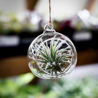 Tillandsia i glaskupol