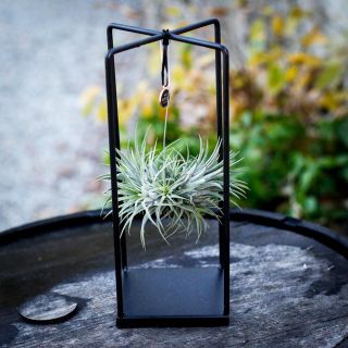 Tillandsia i metallställning - olika sorter