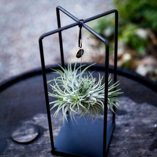 Tillandsia i metallställning - olika sorter