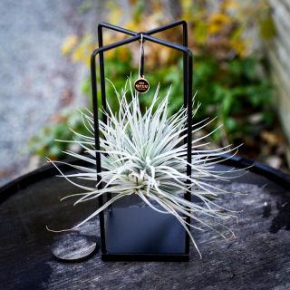 Tillandsia i metallställning - olika sorter