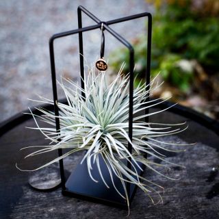 Tillandsia i metallställning - olika sorter