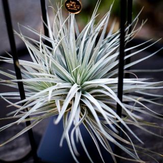 Tillandsia i metallställning - olika sorter