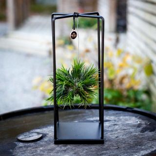 Tillandsia i metallställning - olika sorter