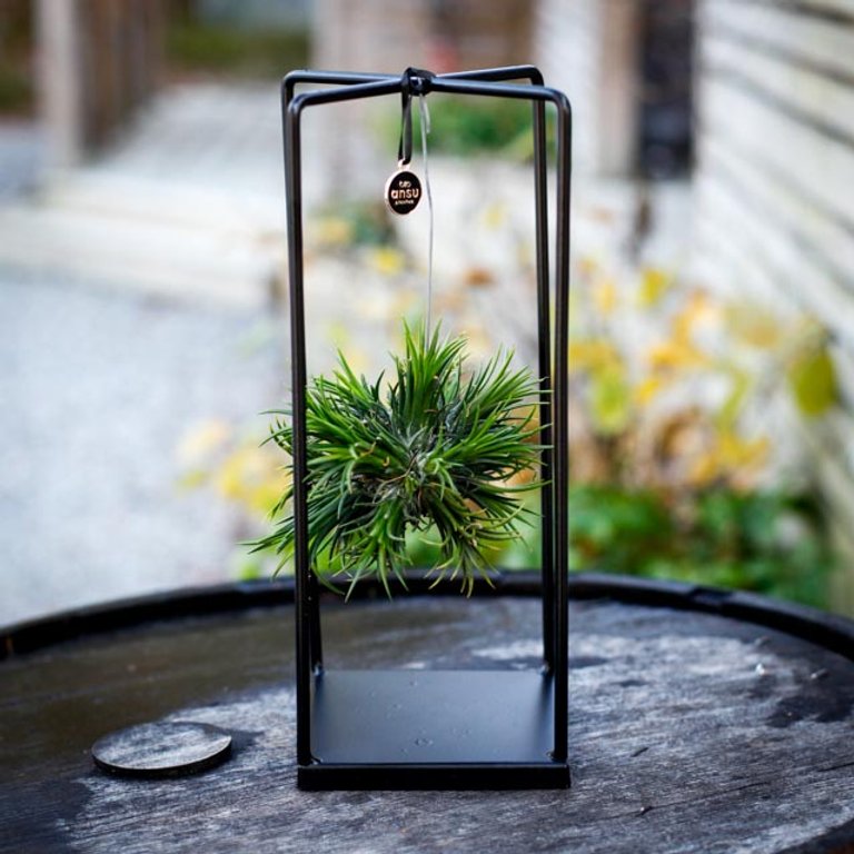 Tillandsia i metallställning - olika sorter