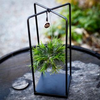 Tillandsia i metallställning - olika sorter