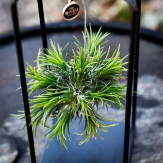 Tillandsia i metallställning - olika sorter