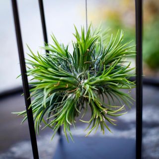 Tillandsia i metallställning - olika sorter