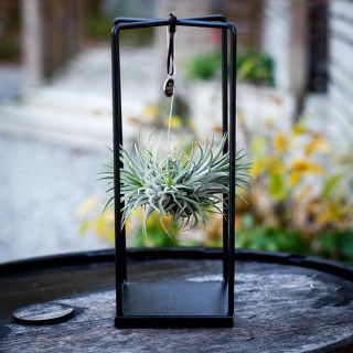 Tillandsia i metallställning - olika sorter