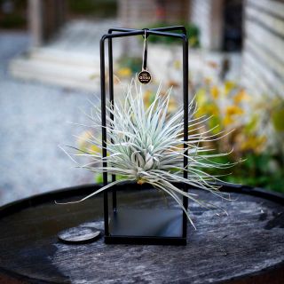 Tillandsia i metallställning - olika sorter